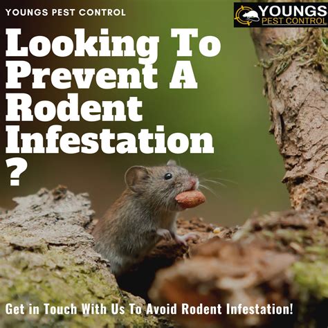 Making Homemade Rodent Repellent Spells